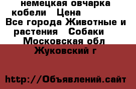 немецкая овчарка кобели › Цена ­ 25 000 - Все города Животные и растения » Собаки   . Московская обл.,Жуковский г.